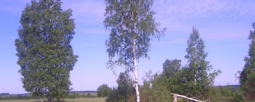 Фотография Поздновки