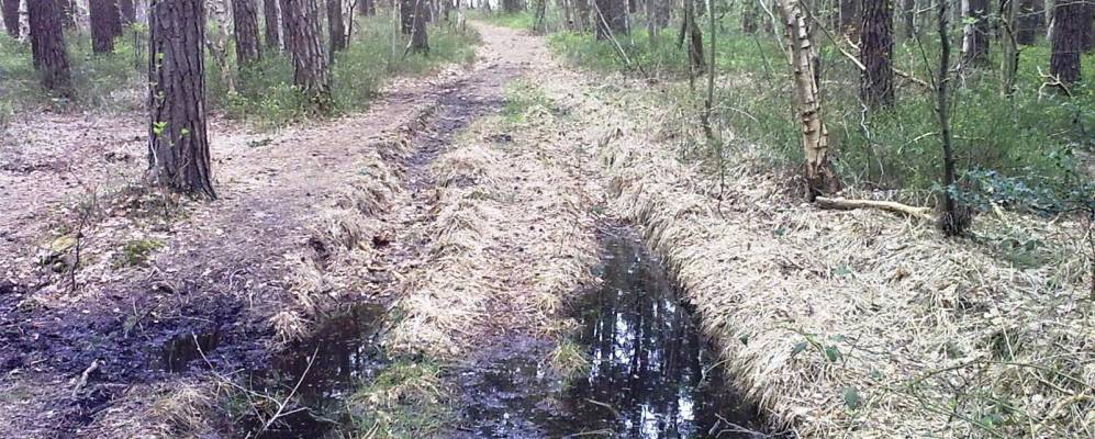
            Фотография Ведемарка