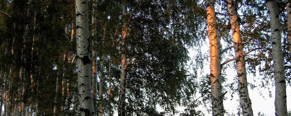 
            Фотография Березовки