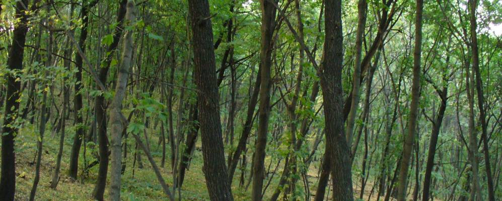 
            Фотография Суровского