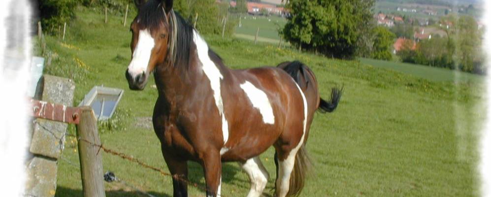 
            Фотография Бэшепа