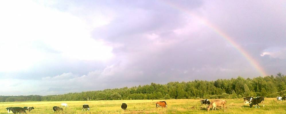 
            Фотография Перелисянки