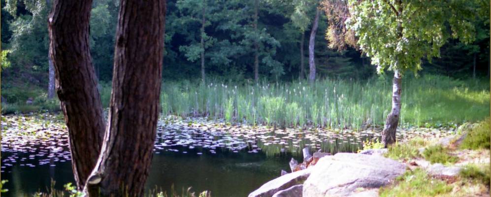 
            Фотография Аллинге