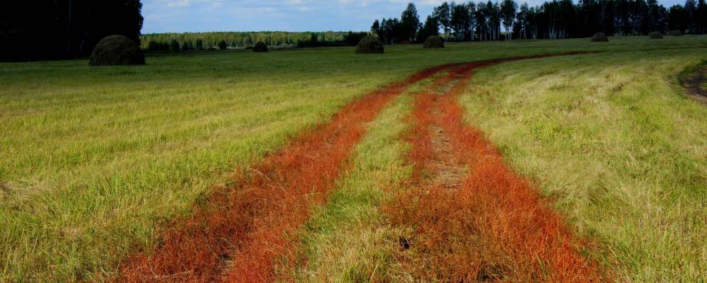 Фотография Жарок