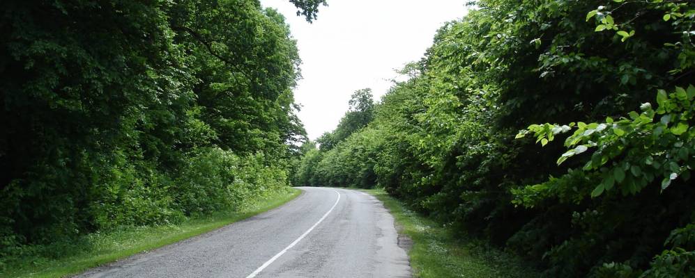 
            Фотография Сосновки