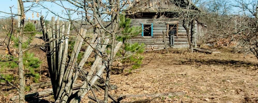 
            Фотография Липы