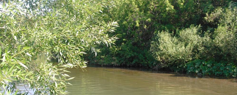 Фотография Ика