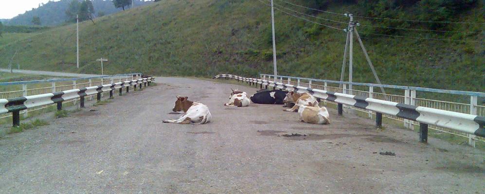 Фотография Мендима