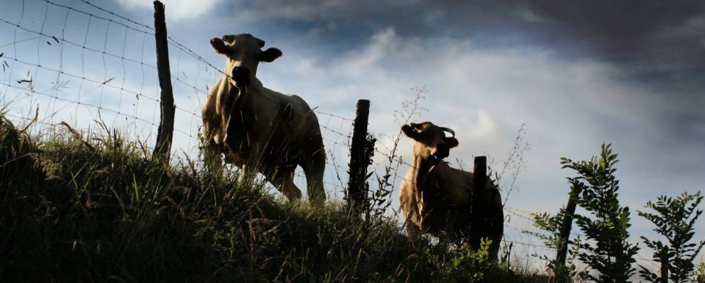 Фотография Урньеты