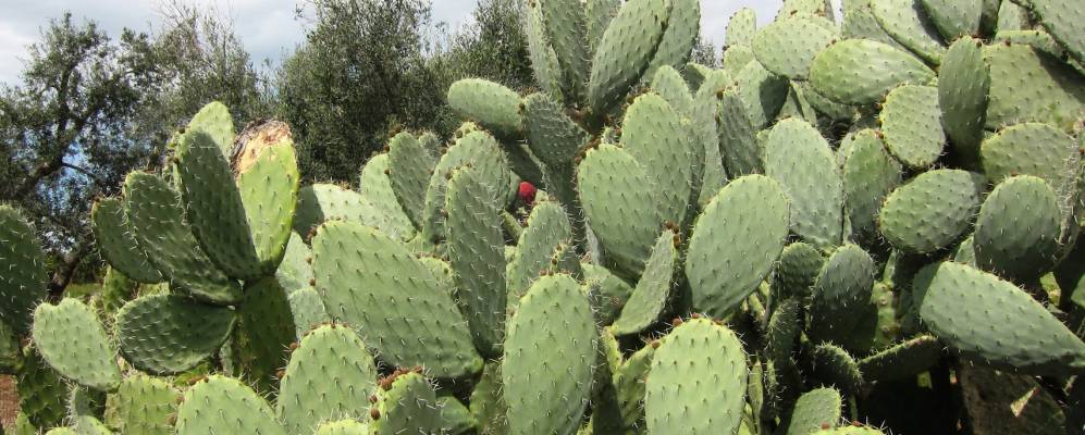 
            Фотография Сан-Пьетро-ин-Ламы