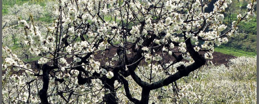 
            Фотография Кастеньеро