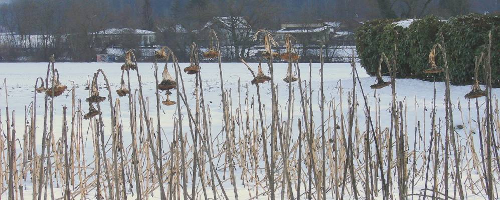 
            Фотография Орпюнда