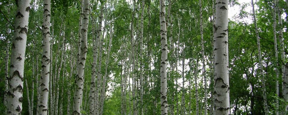 
            Фотография Рязановки