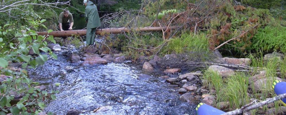 
            Фотография Сига