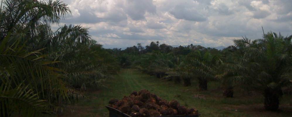 
            Фотография Монтебелло