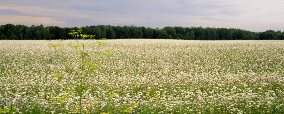 
            Фотография Михайловского