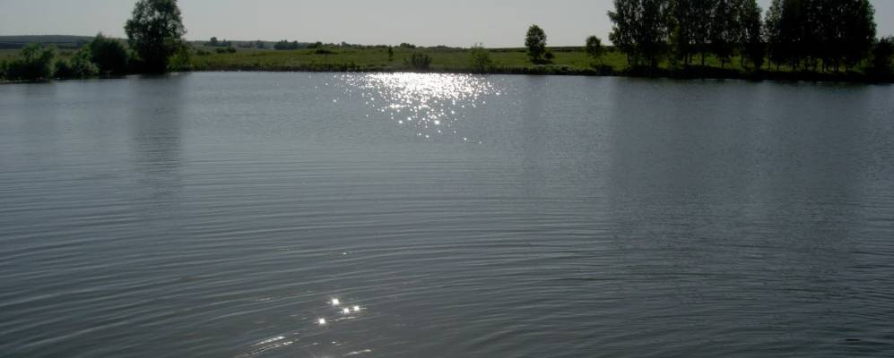 
            Фотография Ракитни