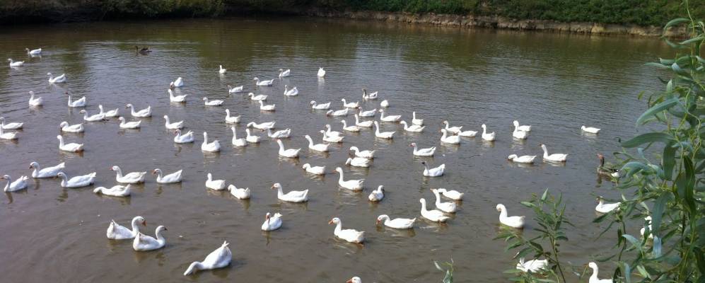 
            Фотография Чоповцы