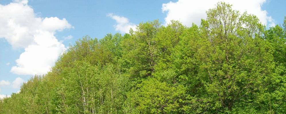 
            Фотография Лобынского