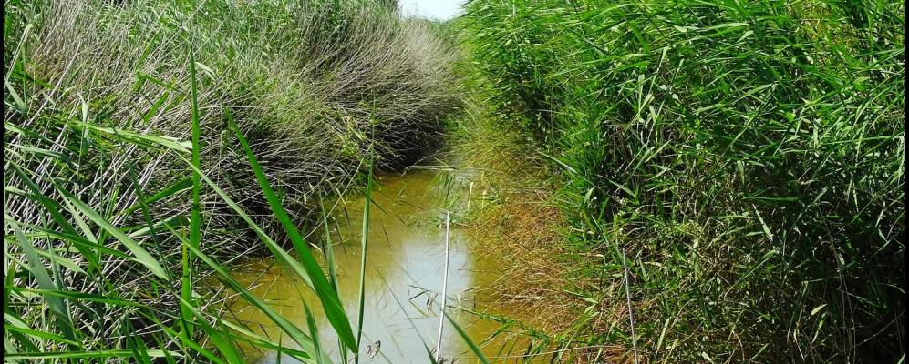 
            Фотография Энанда