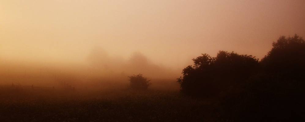 
            Фотография Болотницы