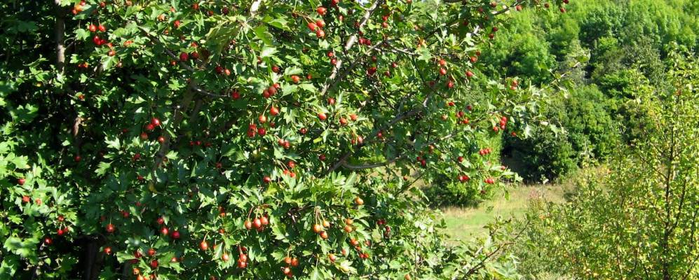 
            Фотография Поляны