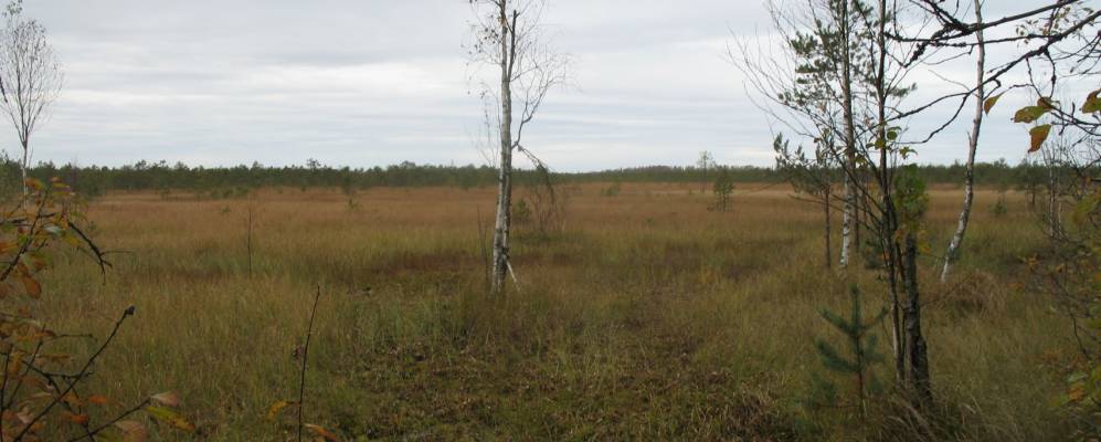 
            Фотография Муравьища