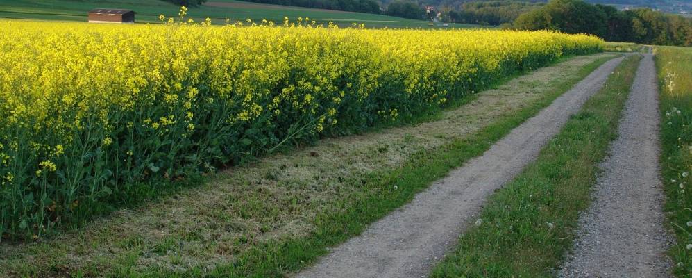 
            Фотография Деттигхофена