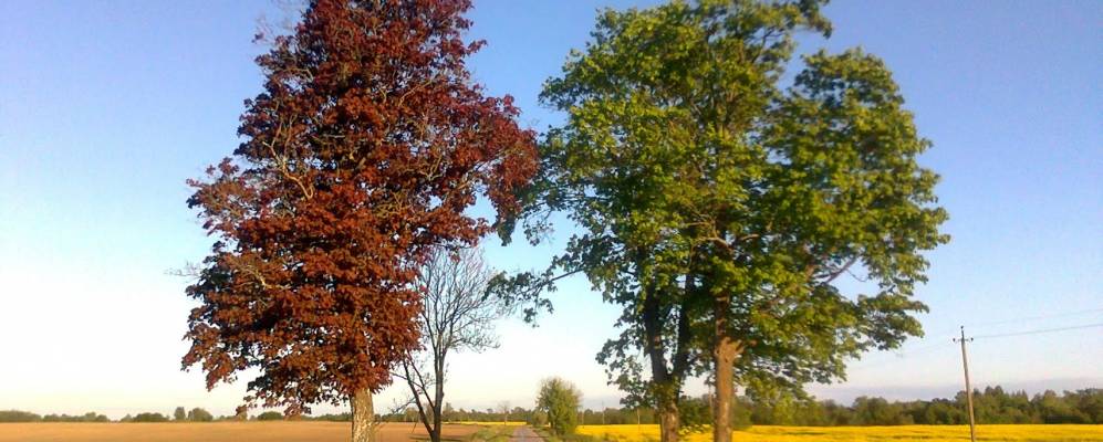 
            Фотография Чкалово