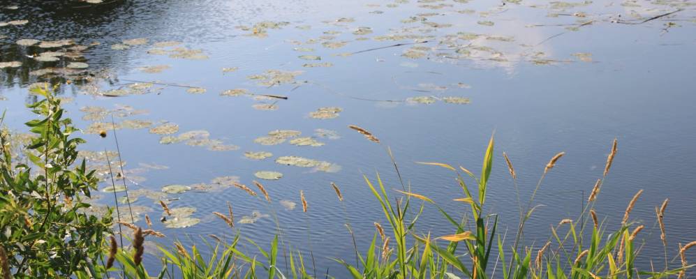 
            Фотография Комкино