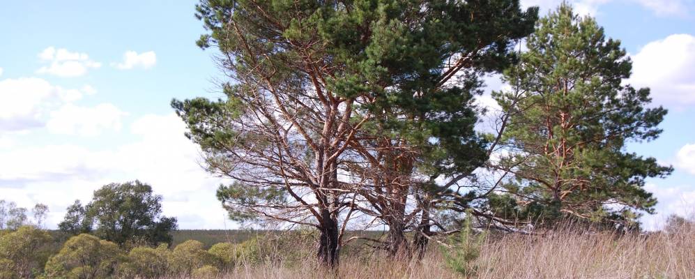 
            Фотография Ячного