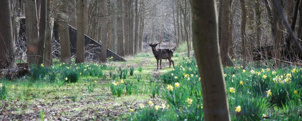 
            Фотография Бург-Хаамстенде