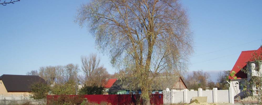 Фотография Симича