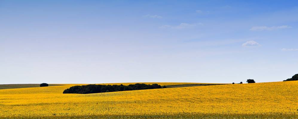 
            Фотография Тривайлы