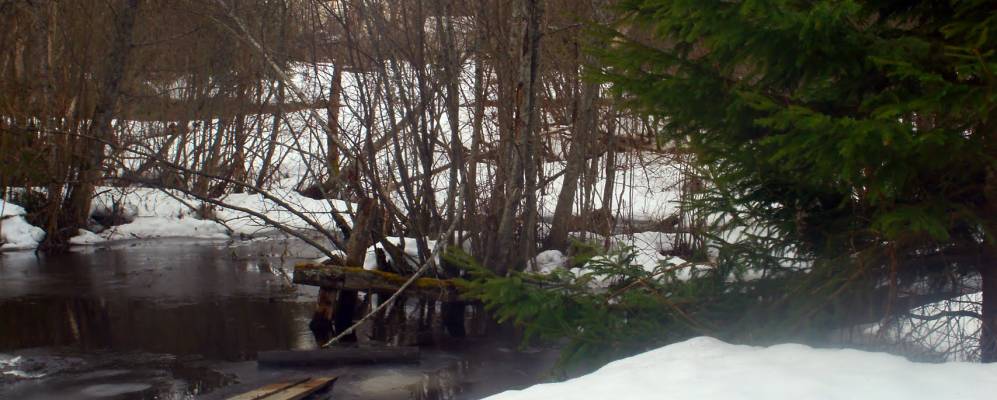 Фотография Дубровы