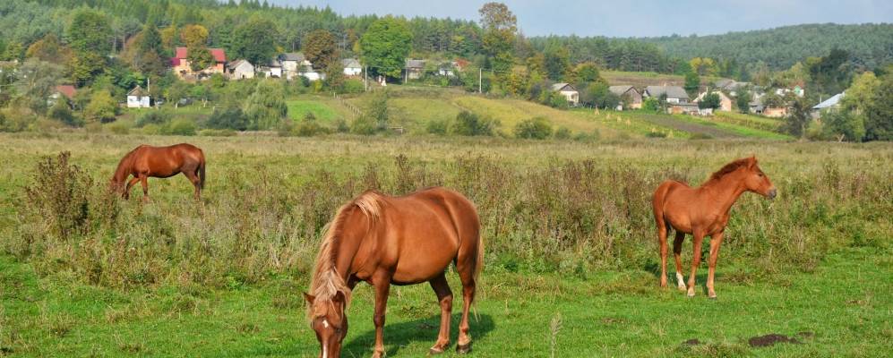 
            Фотография Краснопущи