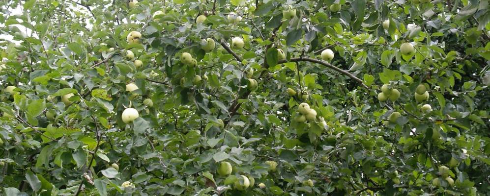 
            Фотография деревни Свиряки