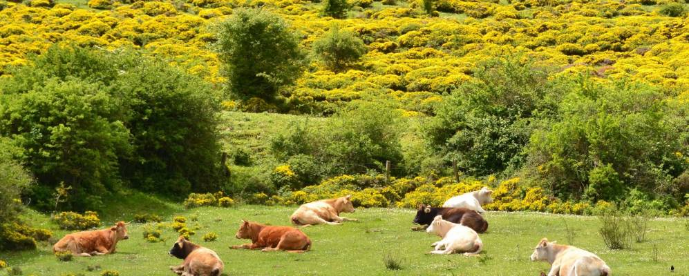 
            Фотография Вильяескусы