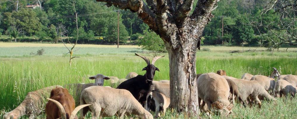 
            Фотография Синье