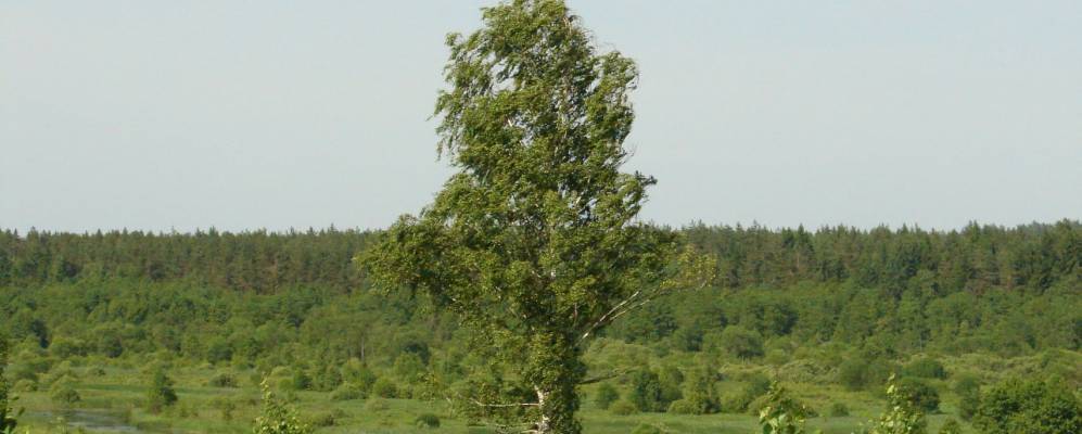 
            Фотография деревни Сосонки