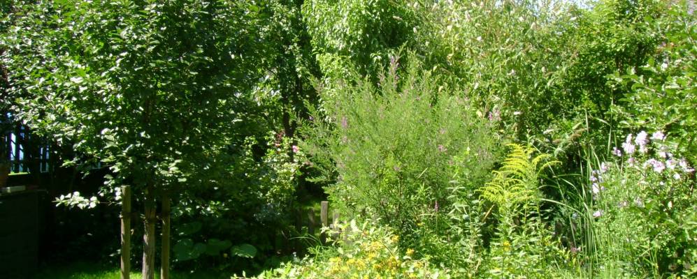 
            Фотография Райлингена