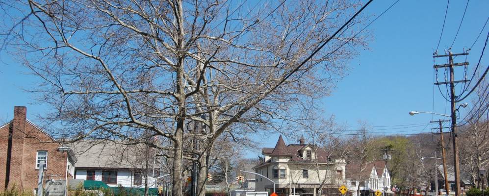 
            Фотография Рослина