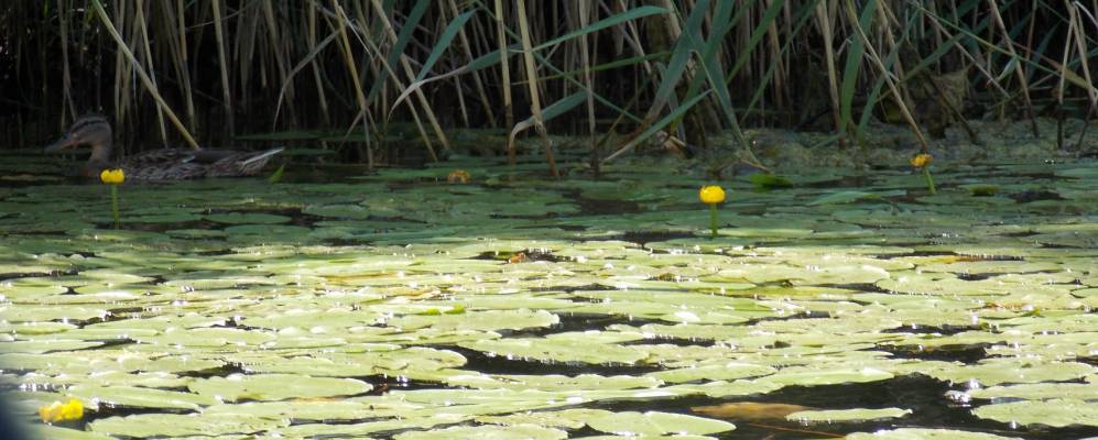 
            Фотография Колотовщины