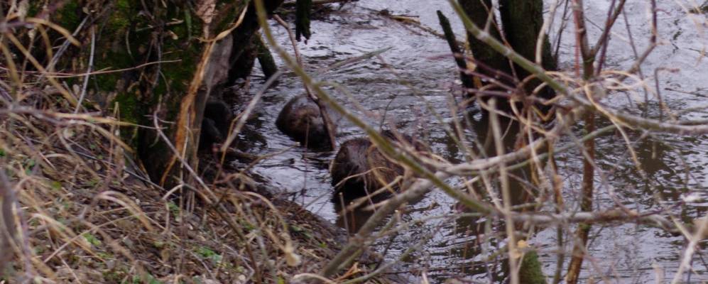 
            Фотография Журавинок