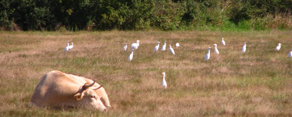 
            Фотография Фонсорба