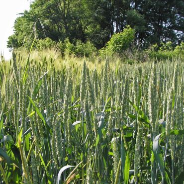 Масенковский