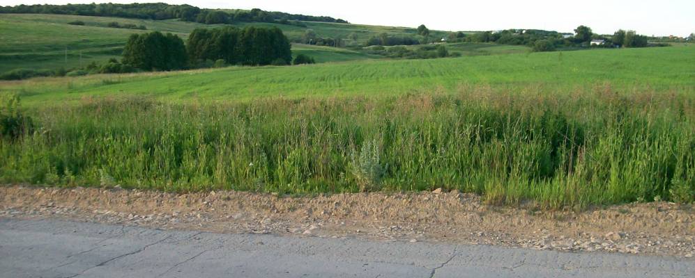 
            Фотография Крутовки