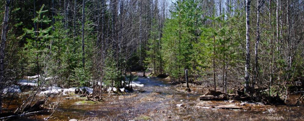 
            Фотография Даровицы