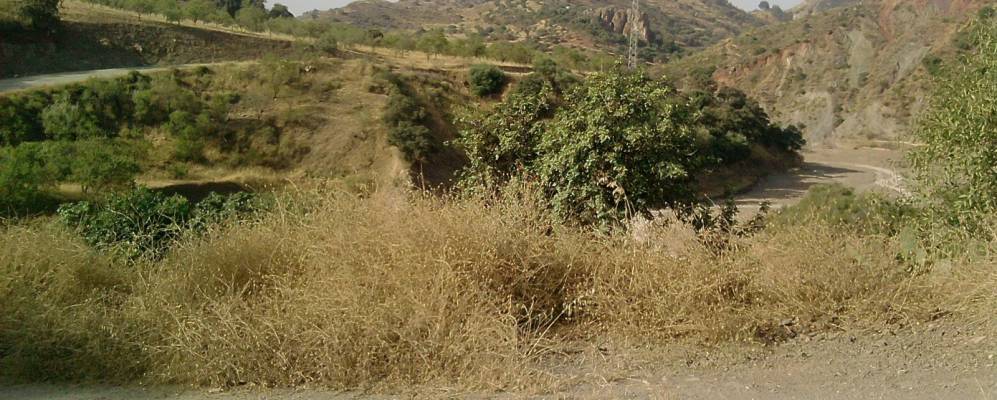 Фотография Альмохиы