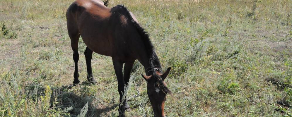 
            Фотография Шемякинского